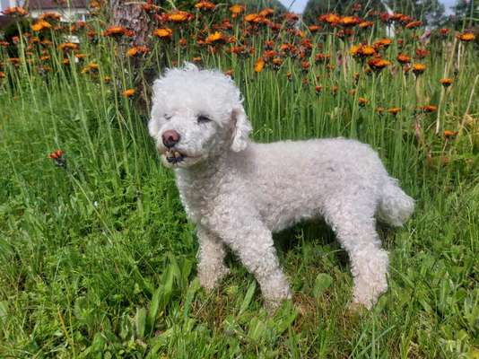 Die Dogorama Monats Challenge "Es grünt und blüht"-Beitrag-Bild