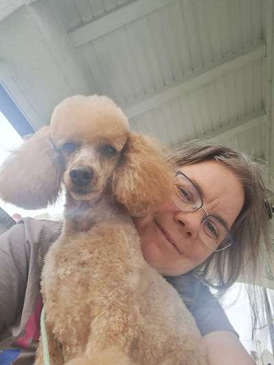 Alles rund um den Pudel-Beitrag-Bild