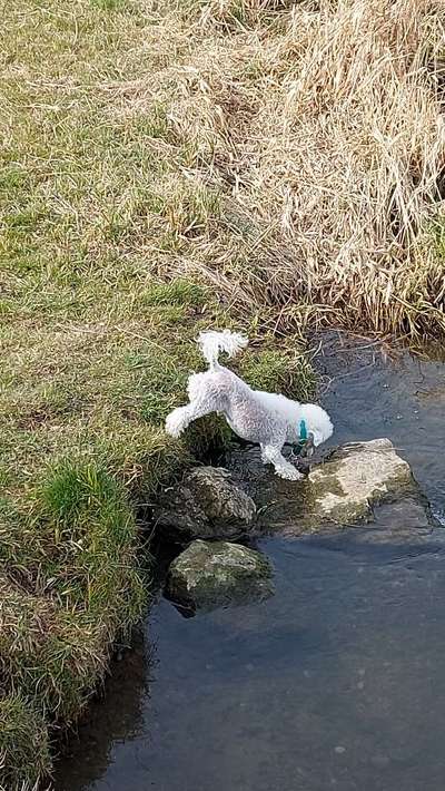 Alles rund um den Pudel-Beitrag-Bild