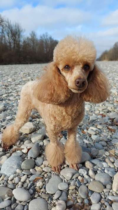 Alles rund um den Pudel-Beitrag-Bild