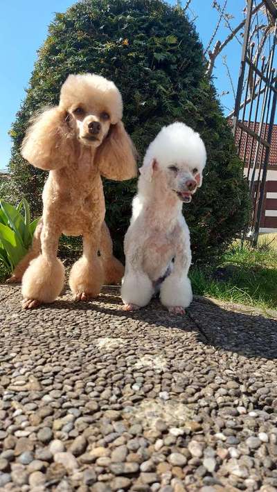 Alles rund um den Pudel-Beitrag-Bild