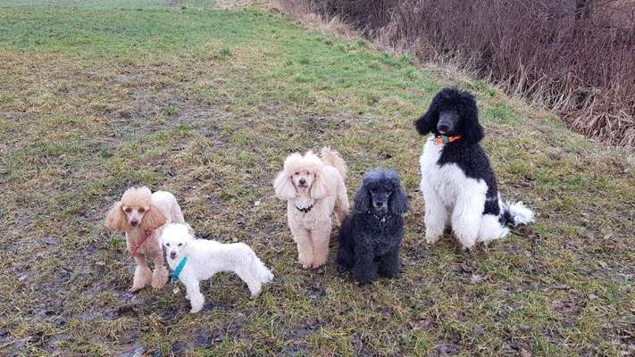 Alles rund um den Pudel-Beitrag-Bild