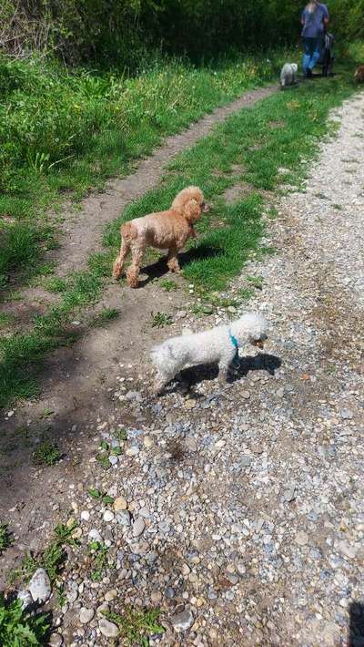 Alles rund um den Pudel-Beitrag-Bild