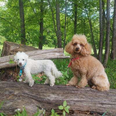 Hundetreffen-Pudeltreffen Raum Augsburg-Donauwörth-Bild