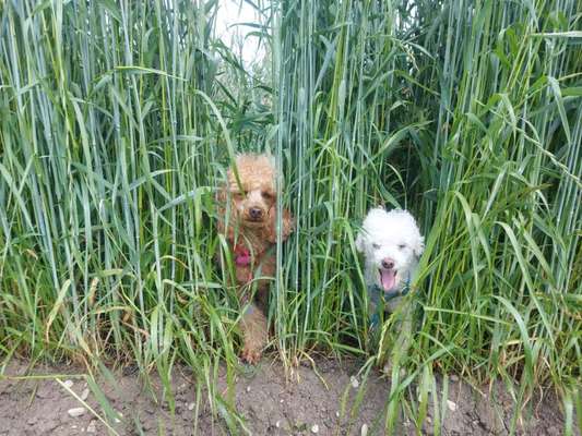 Die Dogorama Monats Challenge "Es grünt und blüht"-Beitrag-Bild