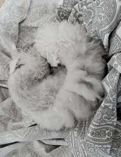 Foto-Challenge 76: Foto in Schwarz-Weiss-Beitrag-Bild