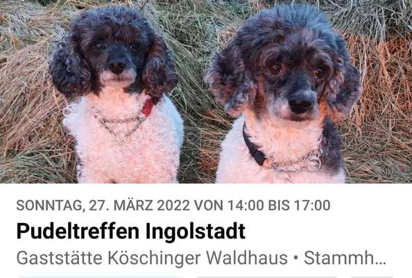 Pudel-Treffen-Beitrag-Bild