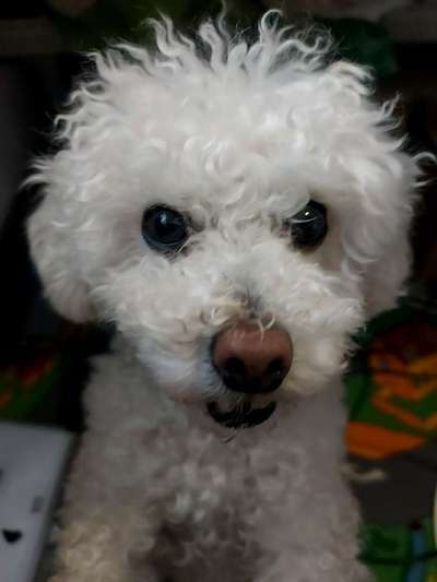 CHALLENGE NR. 19 - Der Hundeblick-Beitrag-Bild