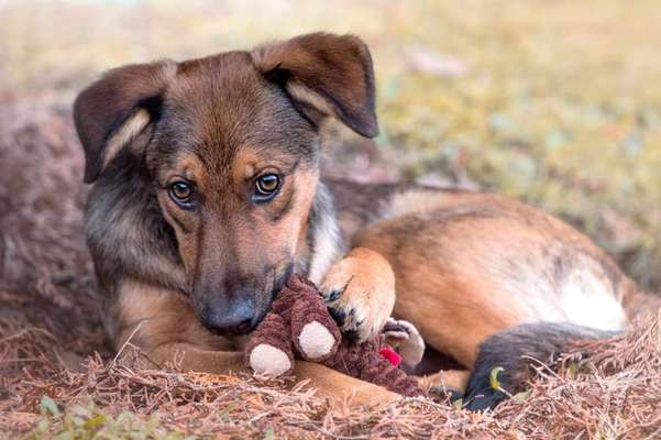 Dogorama Photo Challenge - Be my valentine-Beitrag-Bild