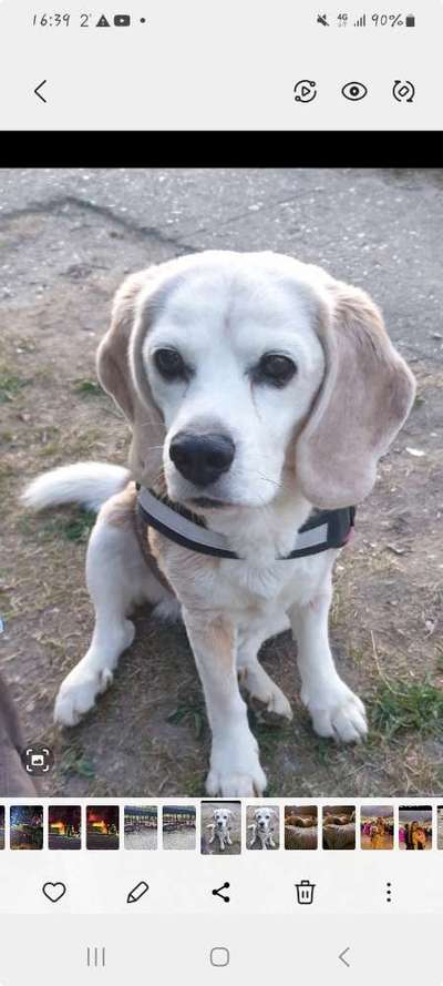 Wie kamst du zu deinem Hund?-Beitrag-Bild