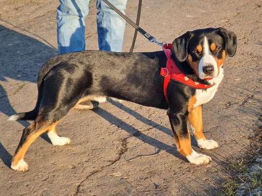 Seltene Rassen!-Beitrag-Bild