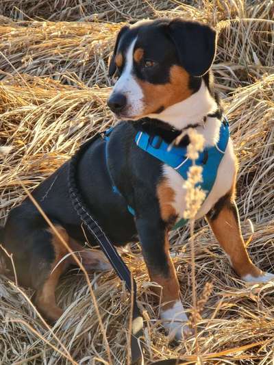 Rassen und ihre Eigenschaften-Beitrag-Bild