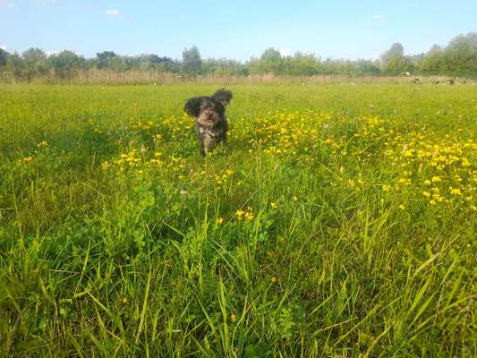 Hundetreffen-Kleiner Hund sucht Kumpels-Bild