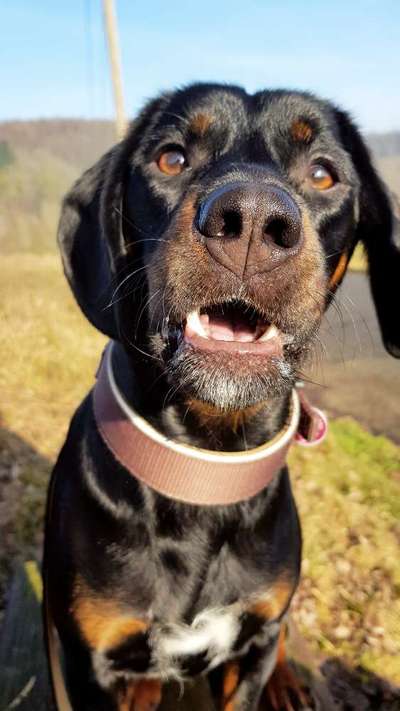 Seltene Rassen!-Beitrag-Bild