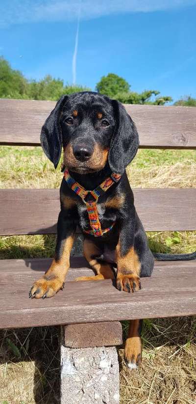 Welpen Bilder !-Beitrag-Bild