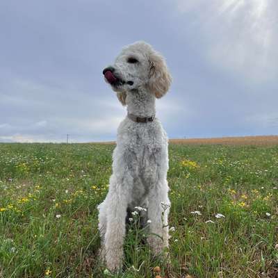 Hundetreffen-Spazieren gehen / Spielen-Bild