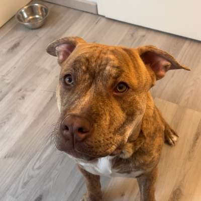 Hundetreffen-Welpentreffen