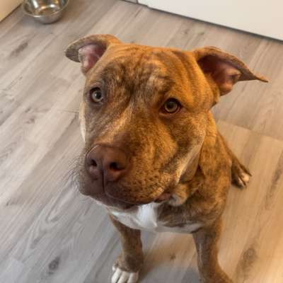 Hundetreffen-Welpentreffen-Bild