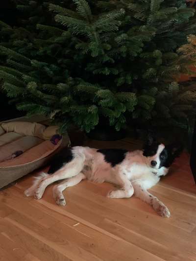 Den richtigen Welpen und Rasse finden-Beitrag-Bild