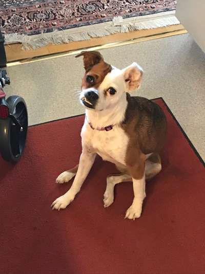 Lustigsten Grimassen von euren Hunden-Beitrag-Bild