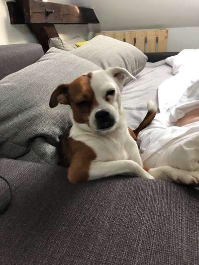 Lustigsten Grimassen von euren Hunden-Beitrag-Bild