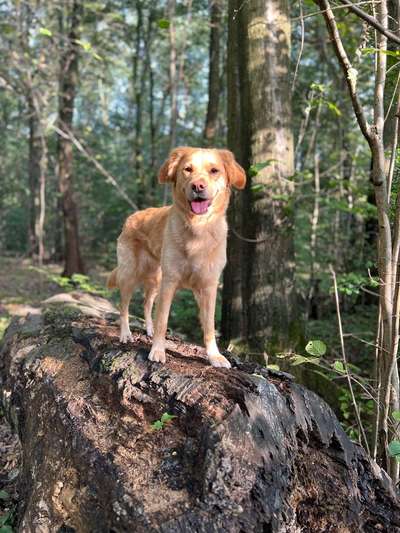 Hundetreffen-Spaziergang im Zeisigwald-Bild