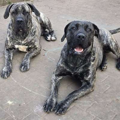 Hundetreffen-Gemeinsame Spiel -Training - spaziergänge-Bild