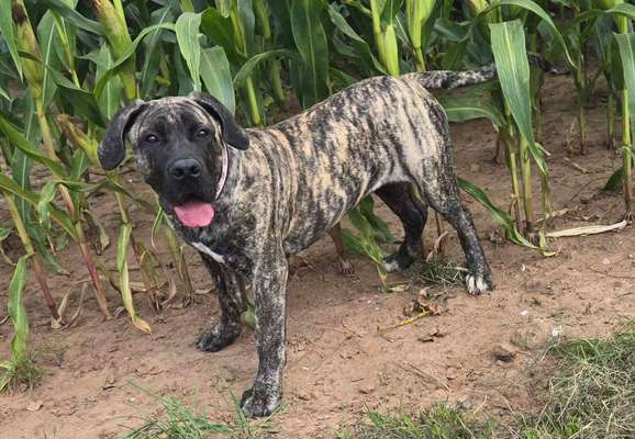 Hundetreffen-Boerboel Hündin 6 mon Yvi sucht Spielkameraden-Bild