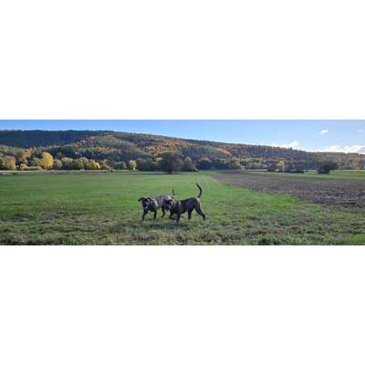 Hundetreffen-Gemeinsame Spiel -Training - spaziergänge-Bild