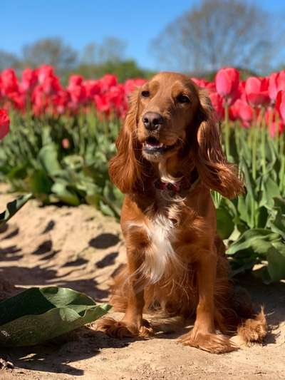 Englisch Cocker Spaniel-Beitrag-Bild