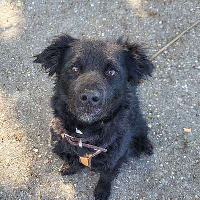 Hundetreffen-Gassirunde