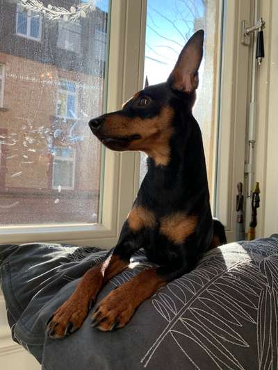 Wo sind die Zwergpinscher?-Beitrag-Bild