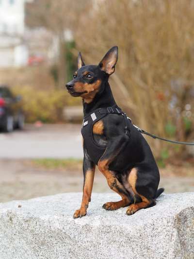 Wo sind die Zwergpinscher?-Beitrag-Bild