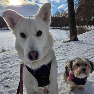 Hundetreffen-Spielpartner/in gesucht-Bild