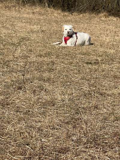 Dogorama Photo Challenge - Der Frühling kommt-Beitrag-Bild