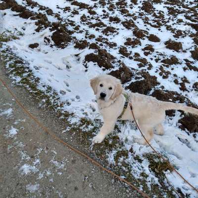 Hundetreffen-Welpe/Junghund sucht Freunde-Bild