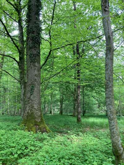 Hundeauslaufgebiet-Mooswald-Bild