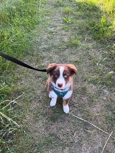 Hundetreffen-Welpe sucht Welpe zum spielen 🐶-Bild