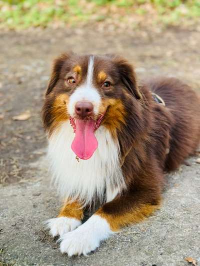 Hundetreffen-Training / Gassi-Bild