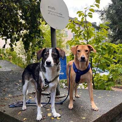 Hundetreffen-Suche sichere Sozialkontakte-Bild
