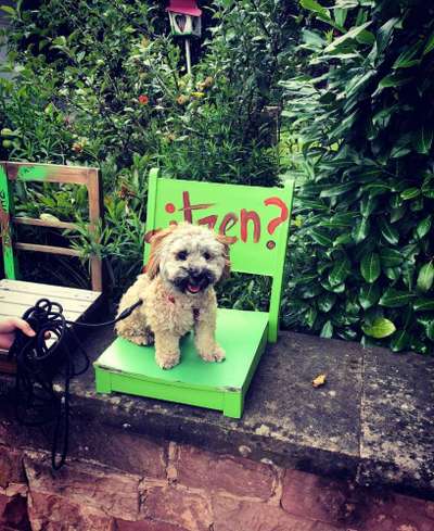 Challenge 41 - Mein Hund im Urlaub-Beitrag-Bild