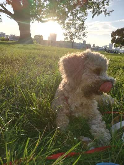 Die Dogorama Wochen Challenge-Beitrag-Bild