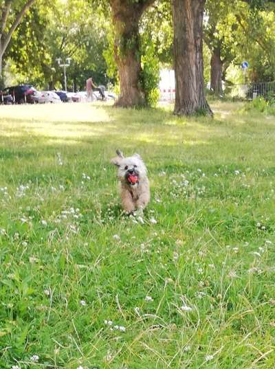 43. Fotochallenge-Zeigt mir eure Ball oder Frisbee verrueckten Hunde-Beitrag-Bild