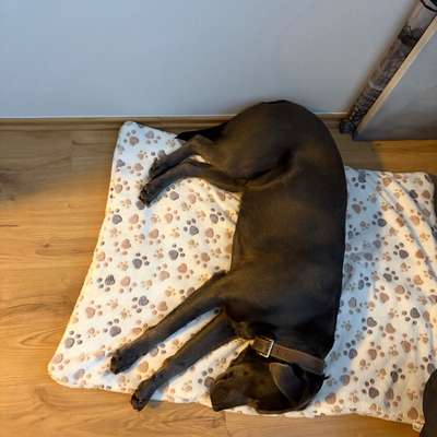 Hundetreffen-Neue Freunde fürsilver-Bild