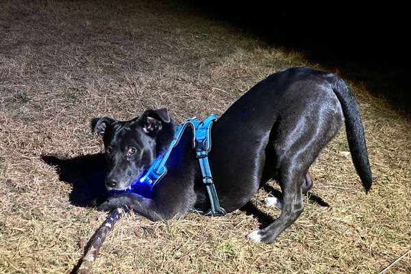 Postet das beste Foto von euren 4 beinern-Beitrag-Bild