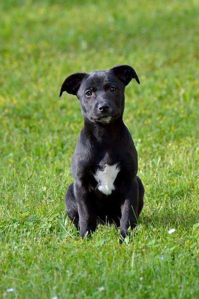 Welpen Bilder !-Beitrag-Bild