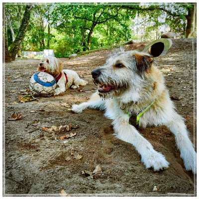 Hundeauslaufgebiet-Jacobipark-Bild