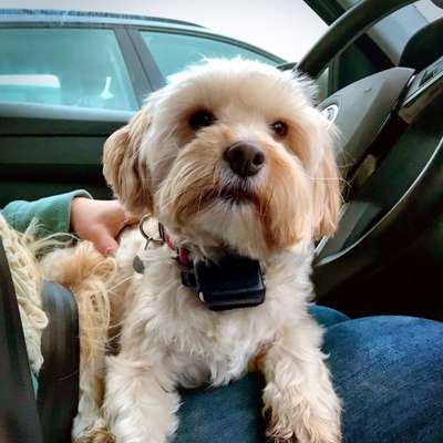 Hund aus dem Spanischen Tierschutz-Beitrag-Bild