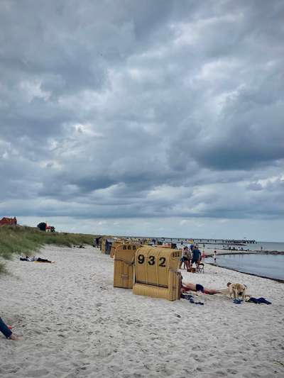 Hundeauslaufgebiet-Hundestrand Stakendorf-Bild