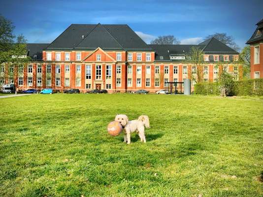 Havaneser dabei?:)-Beitrag-Bild